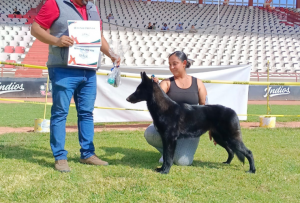 La_quinta_dog_resort_eventos_galeria2