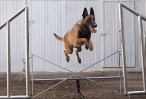 la_quinta_dog_resort_entrenamiento_galeria2