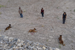 la_quinta_dog_resort_entrenamiento_galeria3