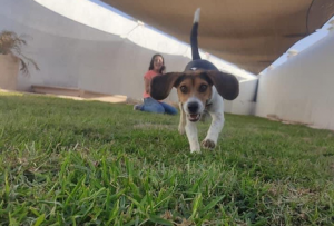 la_quinta_dog_resort_estancia_galeria1